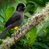 Pipilo zlutostehenny - Pselliophorus tibialis - Yellow-thighed Finch o2799